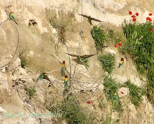 Gruccioni - Merops apiaster